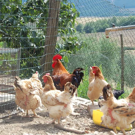 Montepozzalino Bauernhof
